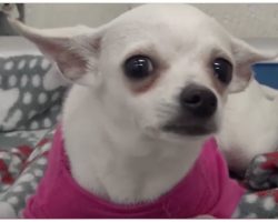 1-Year-Old Chihuahua Dumped At Shelter, Cried Herself To Sleep In A Pink Sweater