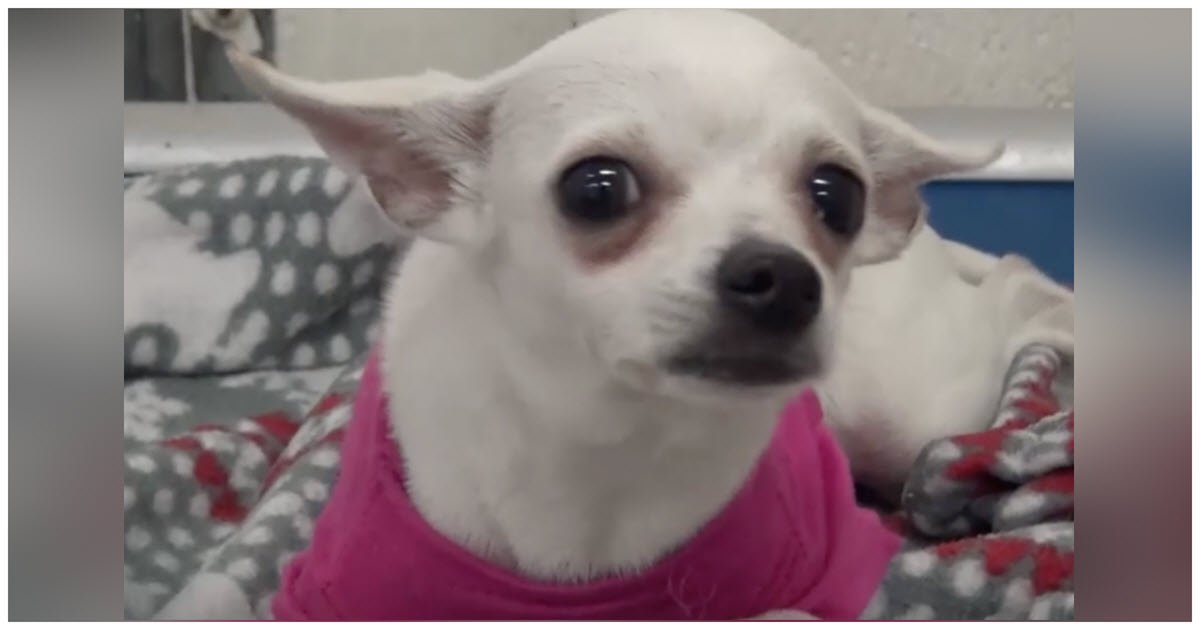 1-Year-Old Chihuahua Dumped At Shelter, Cried Herself To Sleep In A Pink Sweater