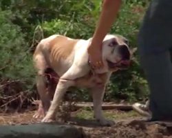 Bulldog Found Tied Up With An Electrical Cord In 100-Degree Heat