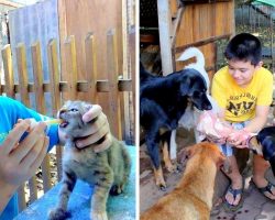 9-Year-Old Uses Up Pocket Money To Feed Homeless Dogs, Now Opens A No-Kill Shelter