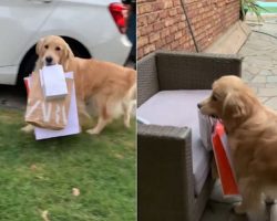 Helpful Golden Retriever Dog Carries Shopping Bags From Car