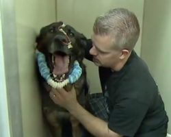 A Police Dog Was Shot In The Head While Chasing Suspect, Reunites With His Partner