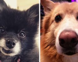 17 Reasons You Should Adopt A Senior Dog