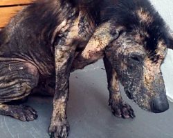 Living Off Scraps At A Garbage Dump, Defeated Dog Yelped In Pain At Human Touch