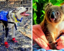 Koala Detection Dog Marches Into Australian Bushfires To Save Stranded Koalas