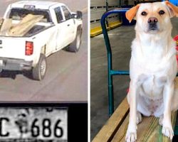 Pickup Truck Stolen With Dog Still Inside, Desperate Dad Offers Big $10K Reward