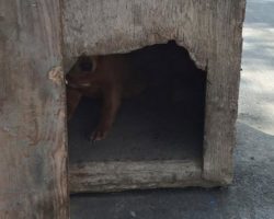 Boarded-Up Doghouse Was Found In The Road, So Police Pried It Open