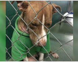 ‘Code Red’ Shelter Dog Still Wears Christmas Sweater & Has No Place To Call Home