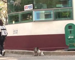 Abandoned Blind Dog Waits In Place For Her Owners To Return