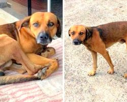 Loyal Dog Has Been Waiting Outside Hospital For Months Not Knowing His Dad Died