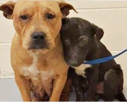 Unloved & Unwanted Pit Bulls Cling To One Another For Comfort