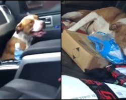 They Opened Their Car Doors After Yoga Class, Stray Pit Hops In & Won’t Leave