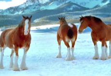 This is why you don’t wanna get involved in snowball fights with horses