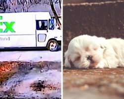 Dog Dies After Being Run Over By FedEx Driver Twice, Driver Shamelessly Escapes
