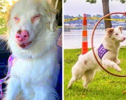 Blind & Deaf Dog Performs Tricks, Shows Us How To Live Life Despite Shortcomings