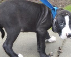 Family Throws Out Their Puppy Solely Because Of His Looks