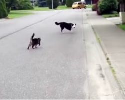 Cat ‘Superhero’ Defended Her Canine Friend Against The Neighborhood Bully
