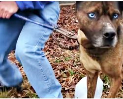 Neighbor Chants “Break The Chain!” As Dog Struggles Knowing Freedom Is So Close