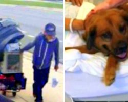 Dog Won’t Stop Crying After Evil Psychopath Beats His Homeless Owner To Death