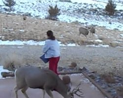 Wild Deer Swarm From All Over To Eat When Woman Calls Out For Them