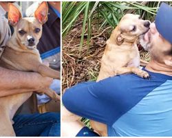Lost Chihuahua Runs Out Of Woods & Into His Dad’s Arms 4 Days After Car Crash