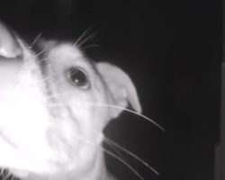 Dog Uses Doorbell To Get Owners’ Attention After Locking Herself Out At 2AM