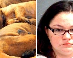 Abused Mama Dog Leads Cops To Horror Hoarding Home Filled With Dead Animals