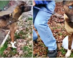 Dog With Electric Blue Eyes & Every Rib Showing Is Liberated From His Chain