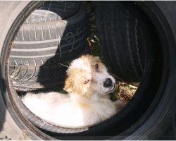 Mutilated Puppy Hid In Tire After His ‘Family’ Cut His Ears Off & Kicked Him Out