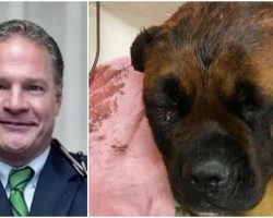 ‘Respected’ Doctor Beats His Dog With Hammer, Bleaches Garage To Cover It Up