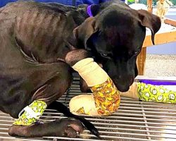 Owner Throws Out Abused Dog With Multiple Fractures, Starving Dog Eats A Towel