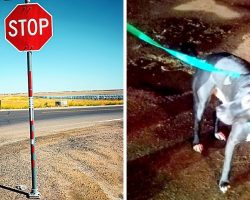 Owner Ties Dog To Street Sign & Drives Off, Shivering Dog Cries All Night Long