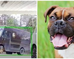 Family Watches UPS Truck Run Over Their Dog, Backup Over Him & Drive Away