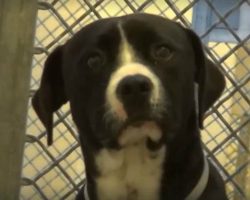Death Row Dog ‘Freaked Out’ When He Realized He’s Being Adopted Into New Loving Family
