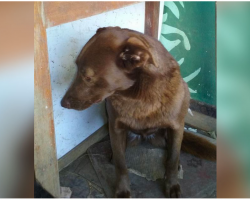 Depressed Dog Was Alone At Shelter For 2-Years And Recognized A Familiar Smell