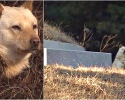 Despite Her Pain, She Buried Pups In Gravesite So Tormentor Wouldn’t Find Them
