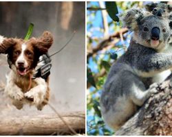 Fearless Detection Dog Is Leaping Through Burning Forests To Rescue Koalas