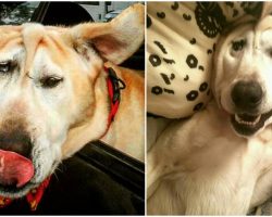 Disfigured Dog Was Given Up On Time & Time Again, One Woman Saw All His Beauty