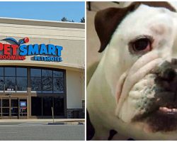 Bulldog Crushed To Death By Grooming Table At PetSmart, Owner Seeking Answers