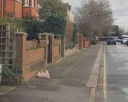 Woman Turns Car Around And Stops For A Dog Who Needs A Helping Hand