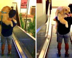 Dog Spooked By Dizzying Escalator Climbs Into Dad’s Arms & Hopes For The Best