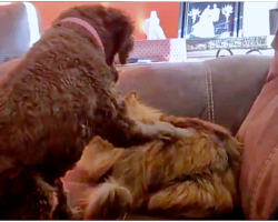 Dog Gently Pets Cat And Then Kitty Wakes Up & Gives Pup The Sweetest Embrace