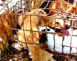 3 Dogs Waiting To Be Butchered By Dog Meat Traders Rescued, Others Still Trapped