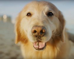 Dog Owner Buys $6 Million Superbowl Ad To Thank His Vet For Saving His Dog’s Life
