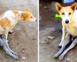 Dog Paralyzed After Hit & Run, Stays Frozen On Road Wondering Why He Can’t Move