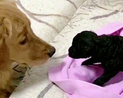 Golden Retriever Who’s Always Loved Puppies Finally Gets One Of His Own
