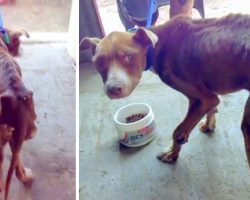 Dog Stoned & Kicked Whenever He Asked For Food, Kept On 2-Foot Chain All His Life