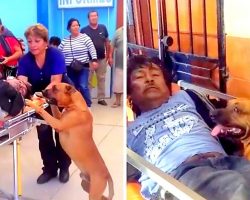 2 Worried Dogs Force Their Way Into Ambulance To Watch Over Their Wounded Dad