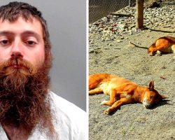 Sicko Mutilates & Shoots 12 Dogs To Death, Dumps Their Dead Bodies In The Woods