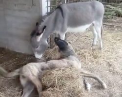 Compassionate Donkey Takes To Dog Who Can’t Play With The Other Pups